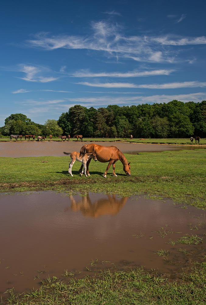 Summer Ponies at Longcross Pond 2